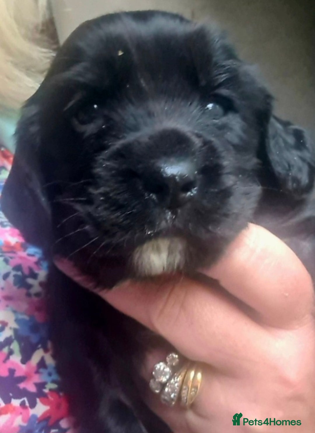 Sprocker dogs for sale: Stunning F1 Sprocker spaniel puppies - Image 11