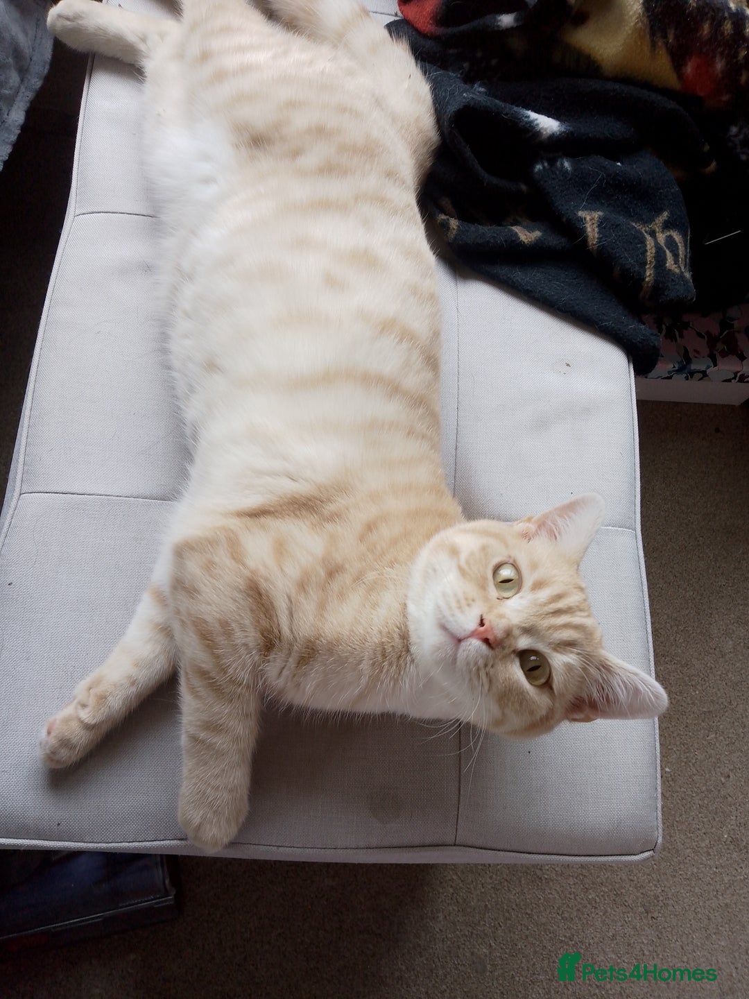 British Shorthair cats for sale: 💞 Could you love Paprika 💞 in Louth - Image 2