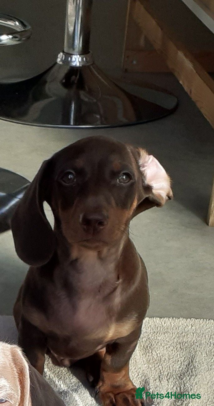 Miniature Dachshund dogs loving and playful boy  - Advert 6