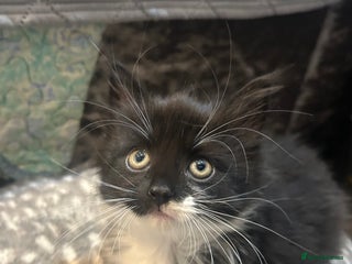 Mixed Breed cats - Advert 1