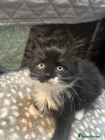 Mixed Breed cats - Advert 4