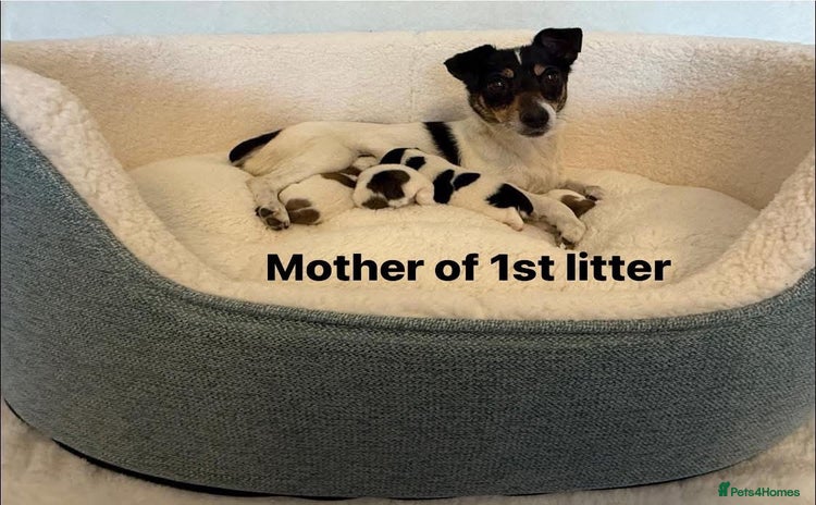Jack Russell dogs - Advert 4
