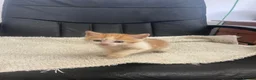 Mixed Breed cats for sale: Kittens looking for their forever homes  - Advert 13