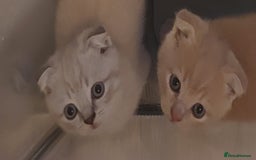 British Shorthair cats for sale: British shorthair kittens and scotish fold  - Image 27