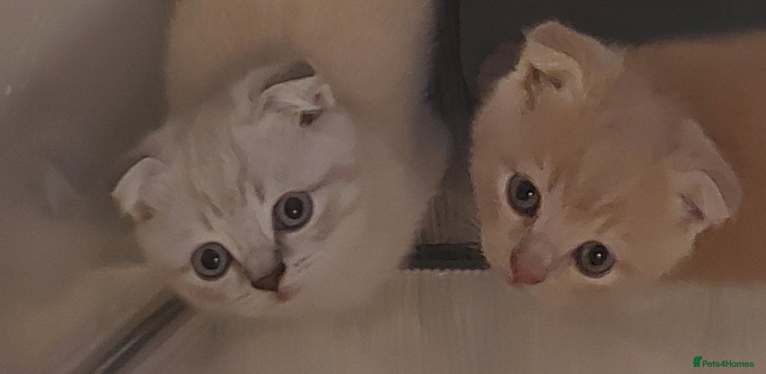 British Shorthair cats for sale: British shorthair kittens and scotish fold  - Image 27