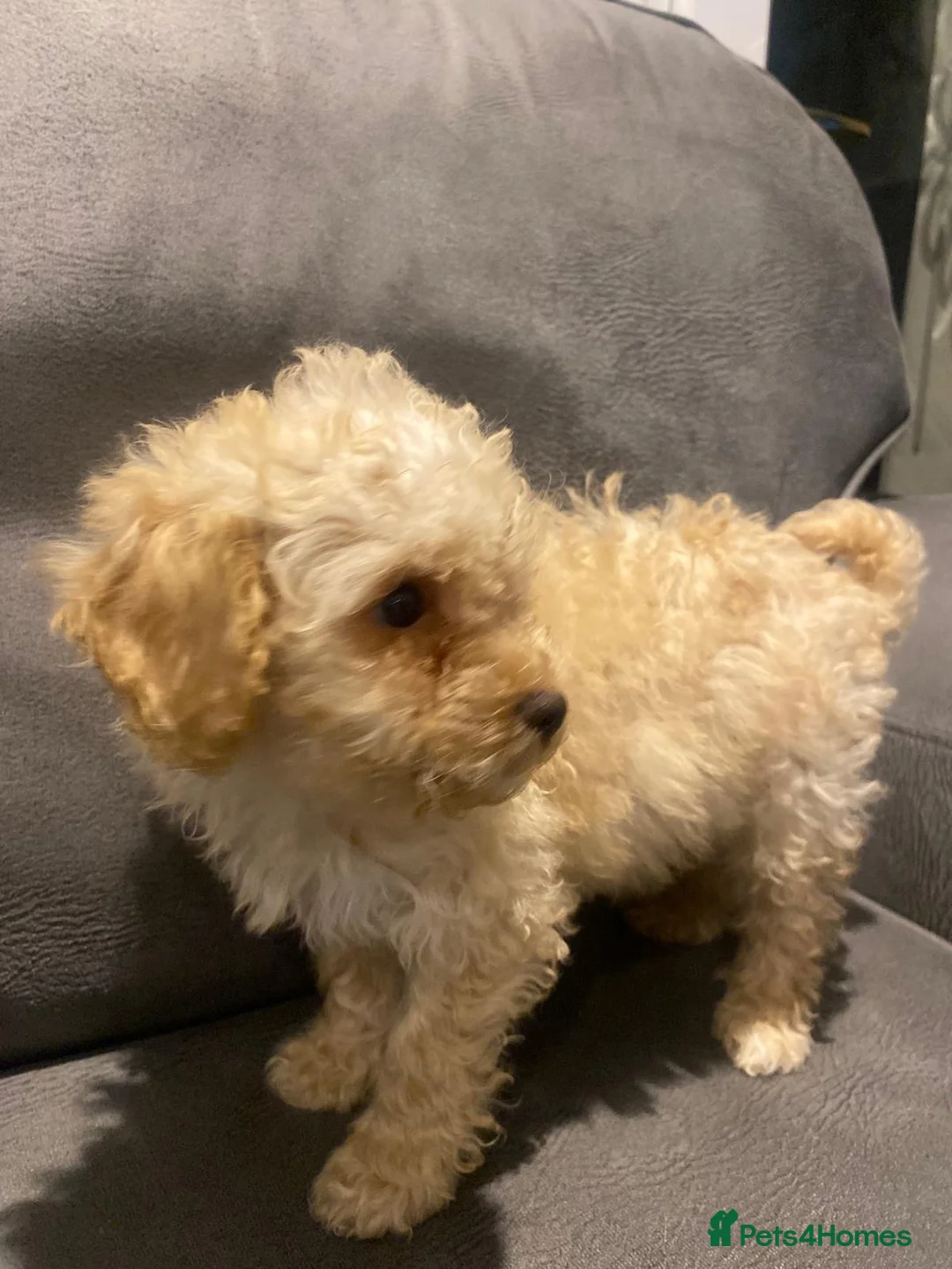 Maltipoo dogs for sale: Miniature maltipoo puppies - Advert 9