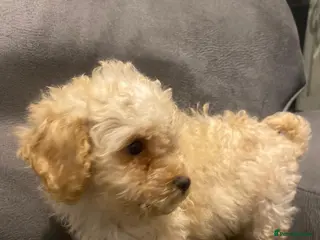 Maltipoo dogs Miniature maltipoo puppies - Advert 5