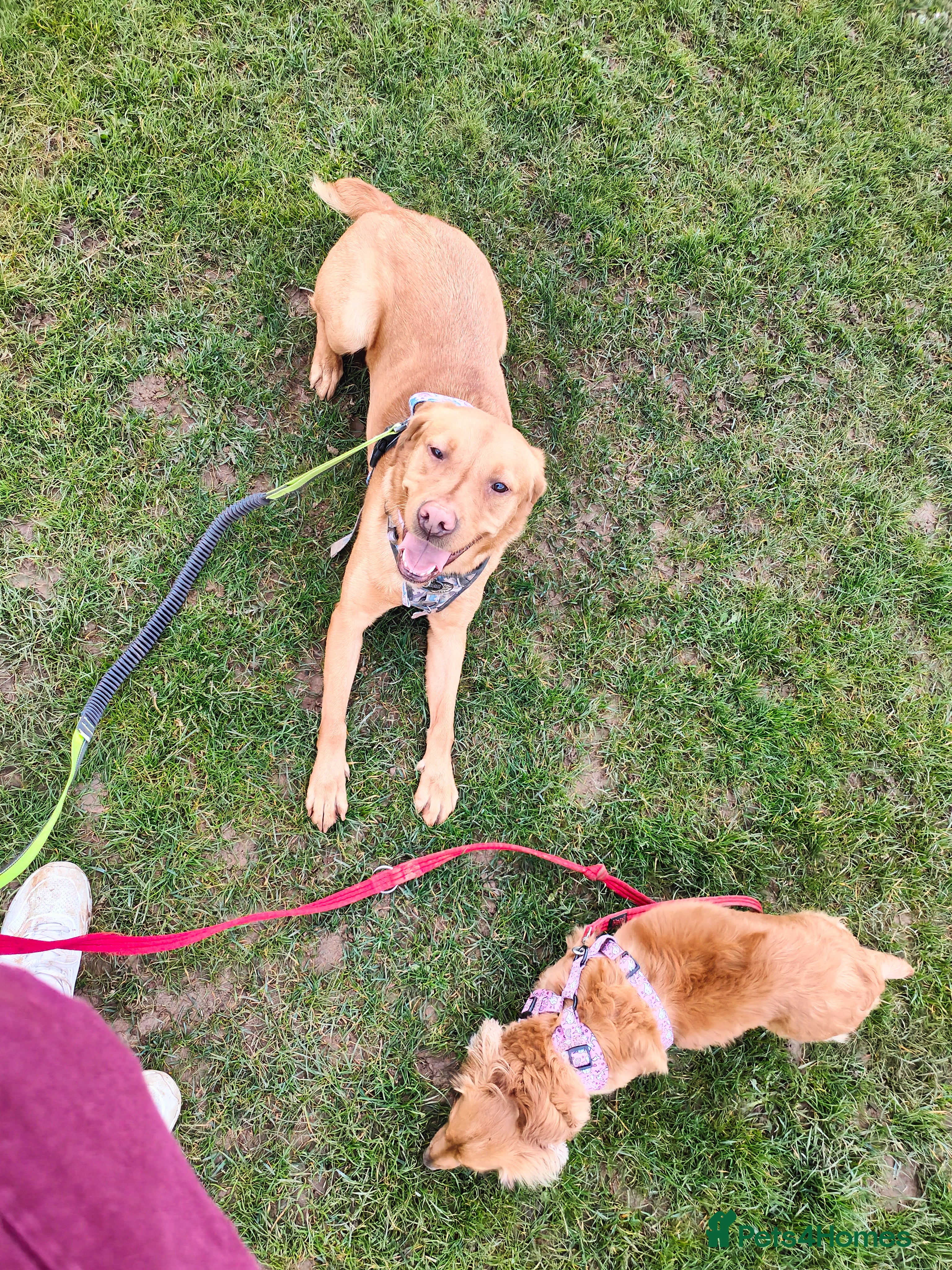 Labrador Retriever dogs Female fox red labrador for sale - Advert 8