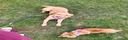 Labrador Retriever dogs for sale: Female fox red labrador for sale - Advert 1