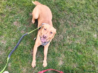 Labrador Retriever dogs Female fox red labrador for sale - Advert 1