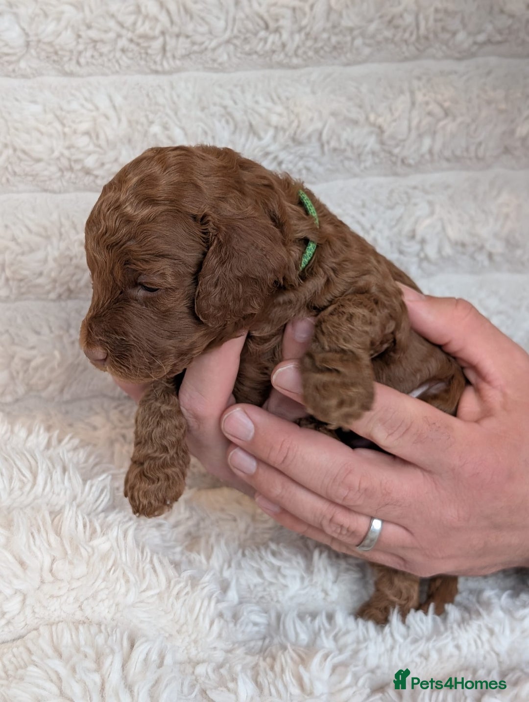Cockapoo dogs for sale: Red Miniature Cockapoos – F1B - Advert 6