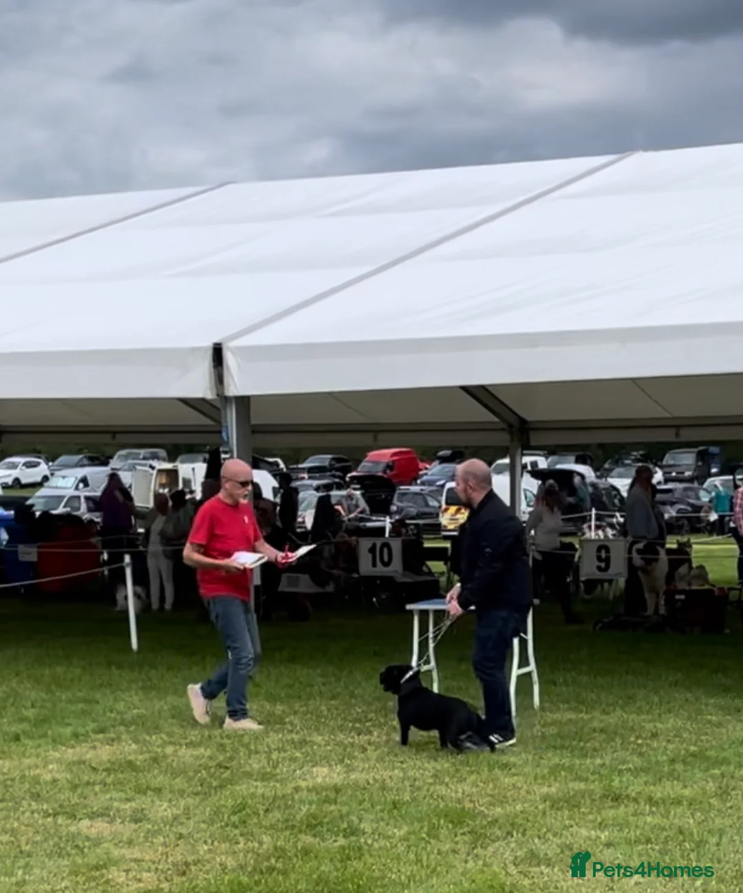 Staffordshire Bull Terrier dogs for stud: Phenomenal fertility- New Stud dog 2025 - Advert 9