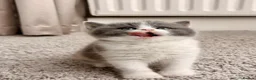 British Shorthair cats for sale: British Shorthair & Longhair Kittens GCCF Reg - Advert 14