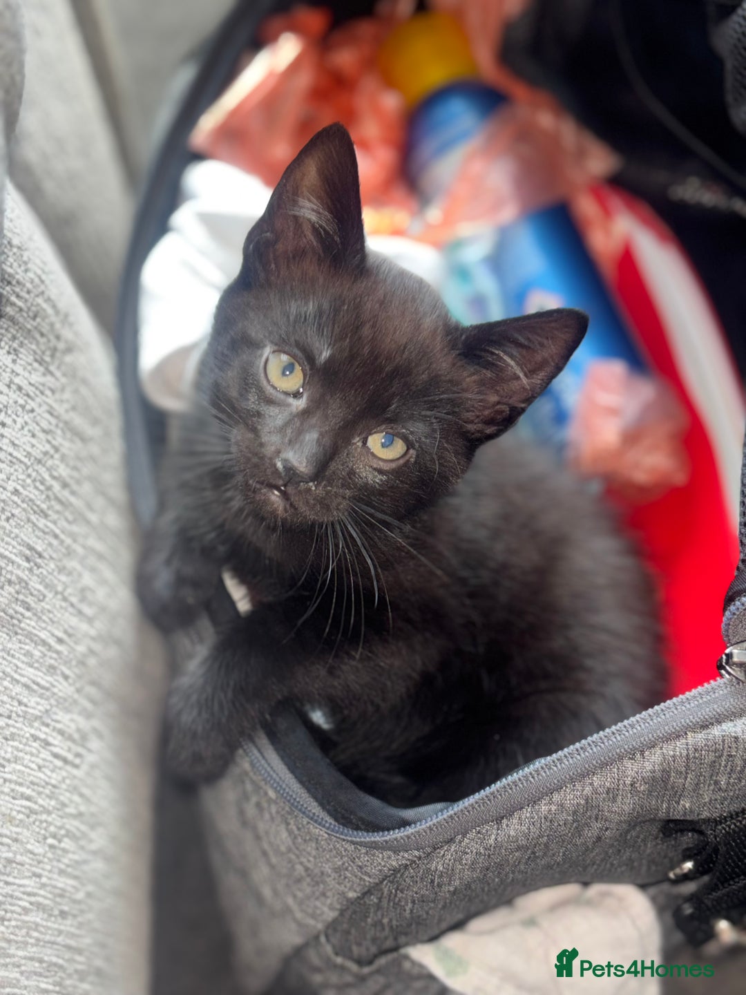 Mixed Breed cats for sale: Beautiful 4 month ghost tabby for sale  - Image 4