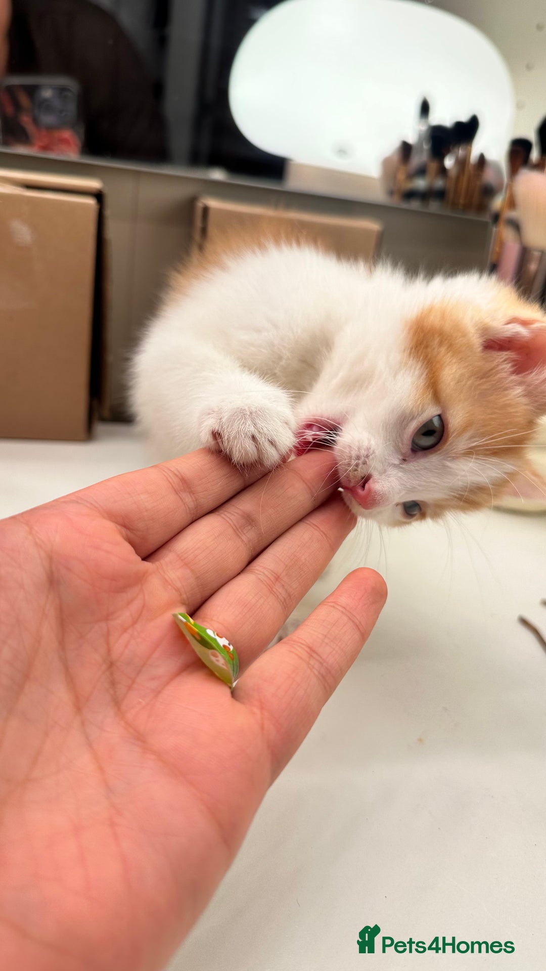 Mixed Breed cats for sale: 6 mixed breed ( shorthair and longhair) kittens - Advert 11