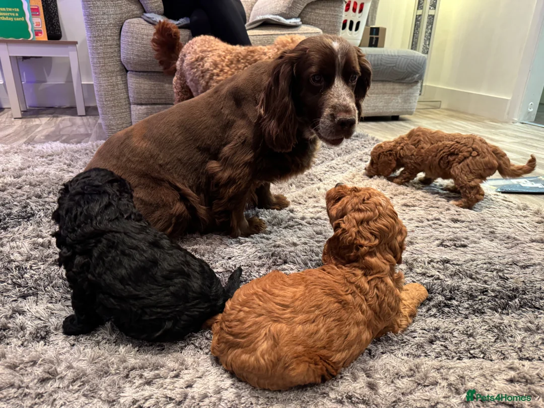 Cockapoo dogs for sale: Cockerpoo pups in Southampton - Advert 12