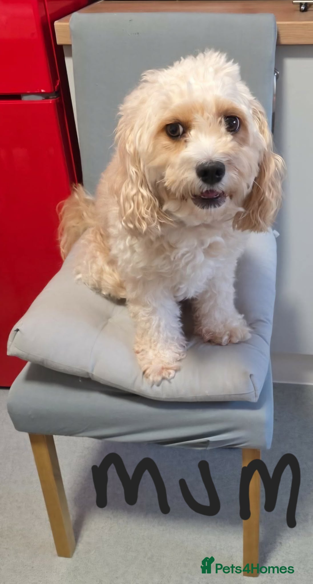 Cavapoo dogs Cavapoo puppies avaliable now - Advert 1