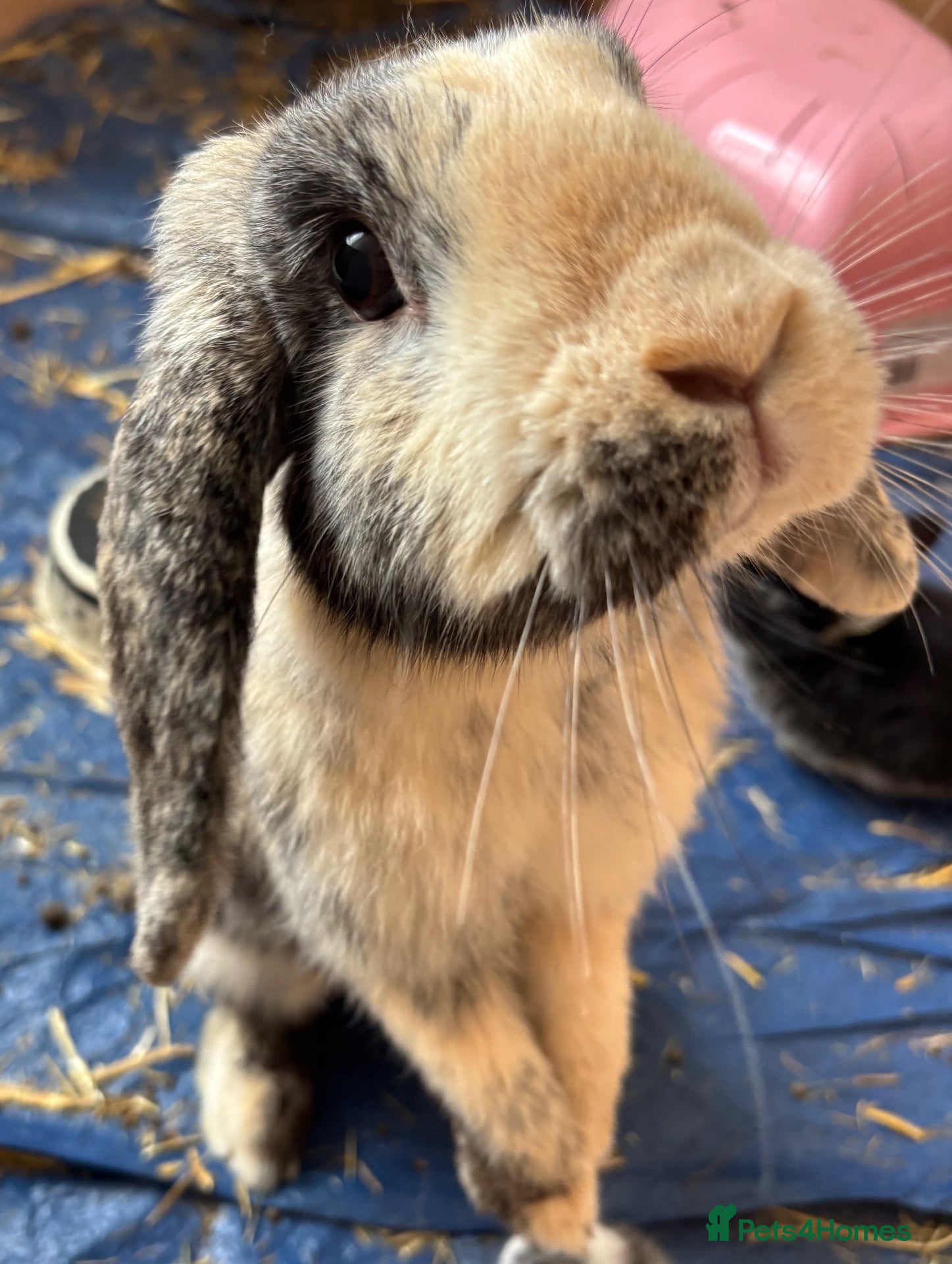 Lionhead rabbits Female English Lop - Advert 13