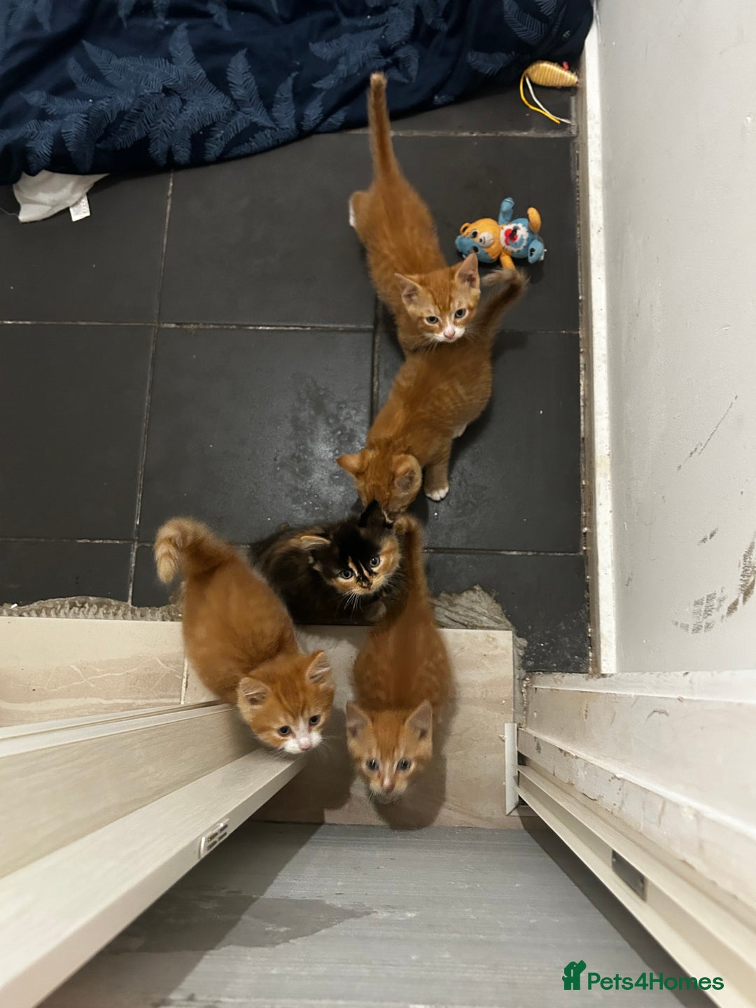 Mixed Breed cats for sale: 8 week old kittens ready for forever home - Advert 5