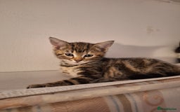 Domestic Shorthair cats for sale: ✨️ Beautiful 2 kittens 🩷🩵 Ready for homes now ✨️ - Image 13