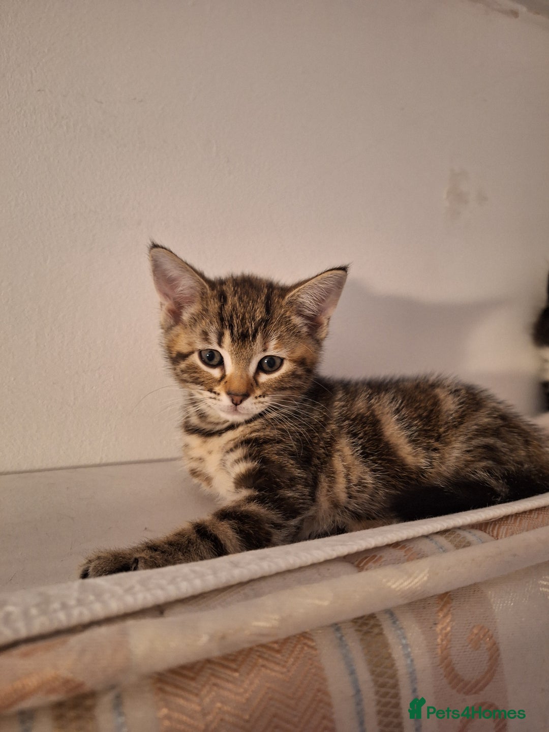 Domestic Shorthair cats for sale: ✨️ Beautiful 2 kittens 🩷🩵 Ready for homes now ✨️ - Image 13