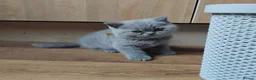 British Shorthair cats for sale: British shorthair kittens  in Leeds - Advert 18
