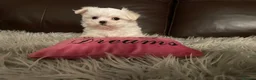 Maltese dogs for sale: Last Beautiful KC Registered Maltese Girl - Advert 5