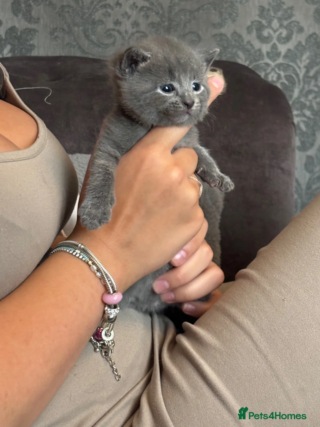 Mixed Breed cats for sale: 4 perfect little kittens - Advert 2