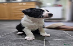 Border Collie dogs for sale: Butch  - Image 4