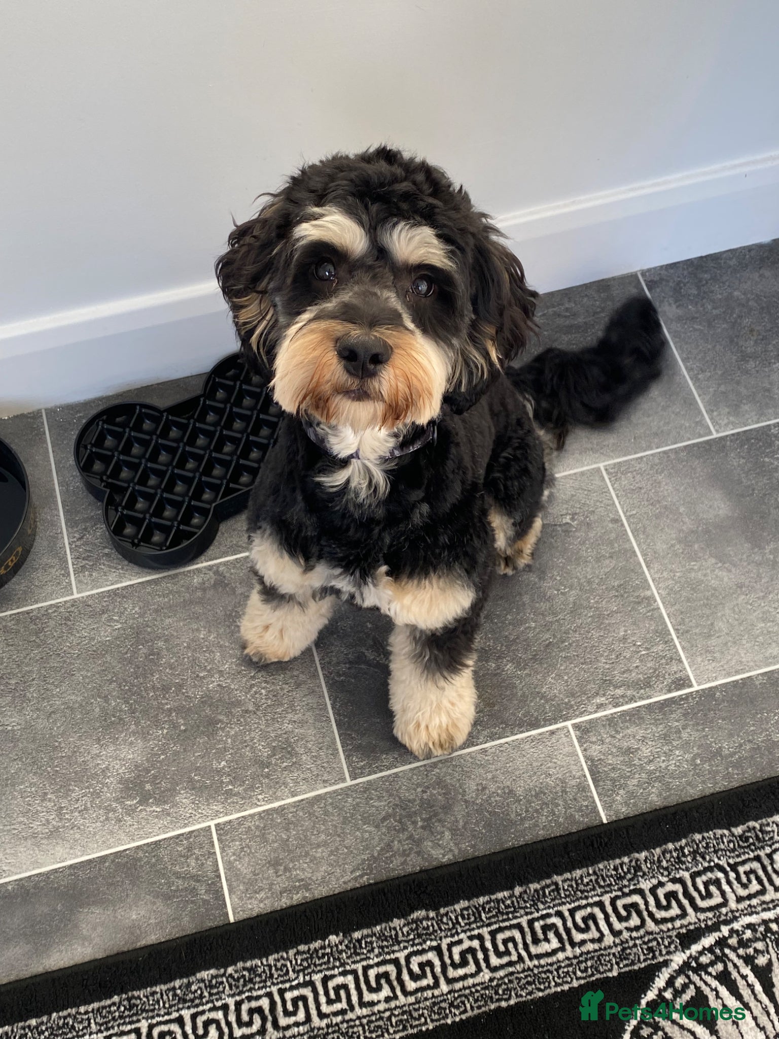 Cockapoo dogs Benny 9 Months old cockapoo puppy - Advert 2