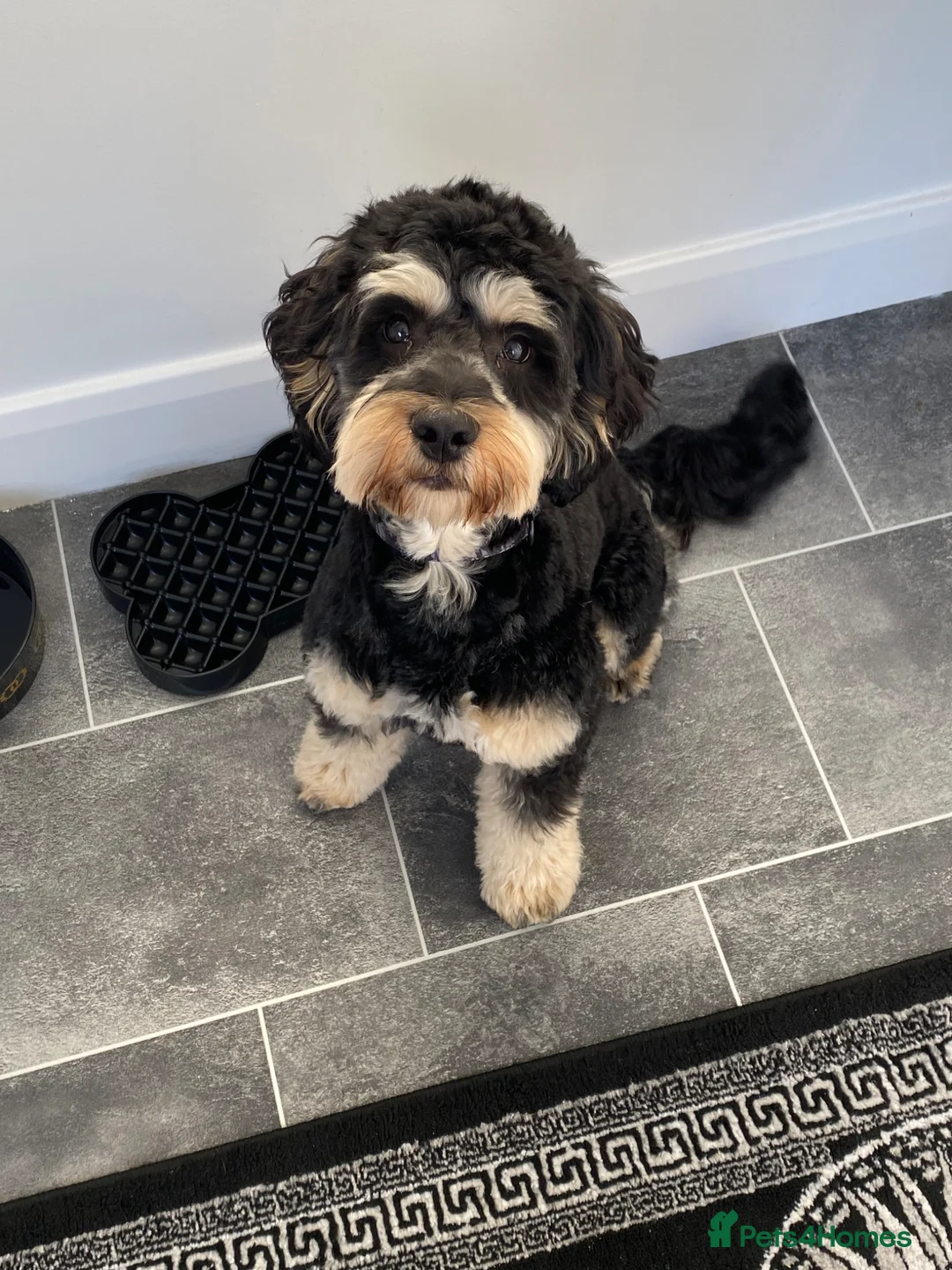 Cockapoo dogs for sale: Benny 9 Months old cockapoo puppy - Advert 1