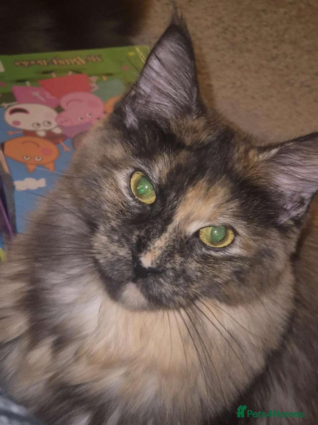 Maine Coon cats for sale: Pure maincoon females in Wolverhampton - Advert 6