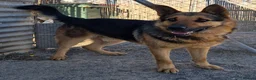 German Shepherd dogs for adoption: 🚨‼️URGENT‼️🚨 Bandit 💙🐾 - Advert 11