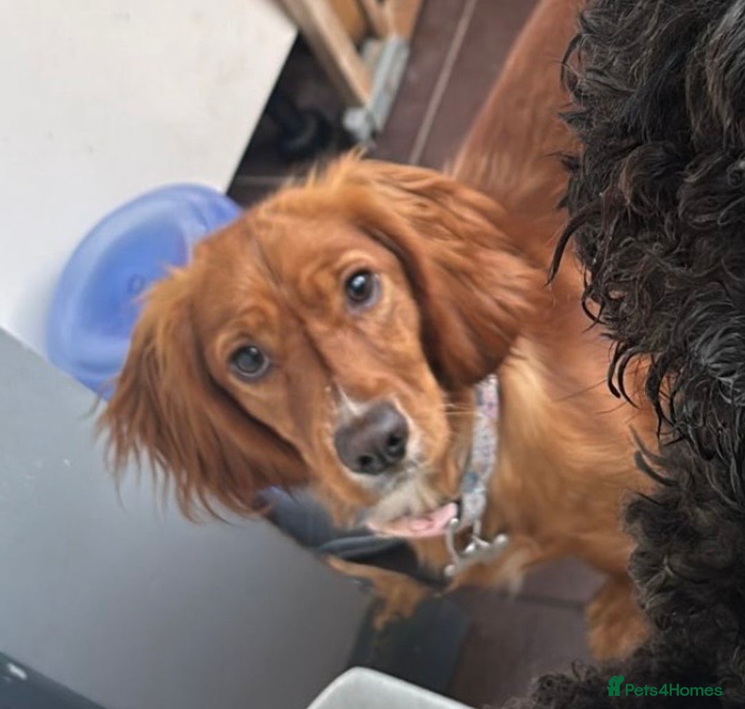 Cocker Spaniel dogs for sale: Cocker Spaniel Girl ‘Ruby’  - Advert 8