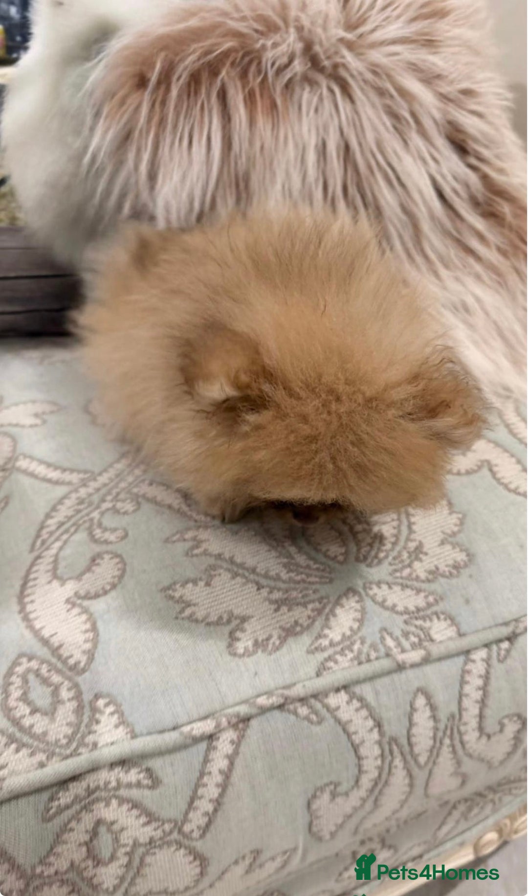 Pomeranian dogs for stud: 1.6kgPuppysize teddybear lilac and tan Pomeranian  - Advert 9