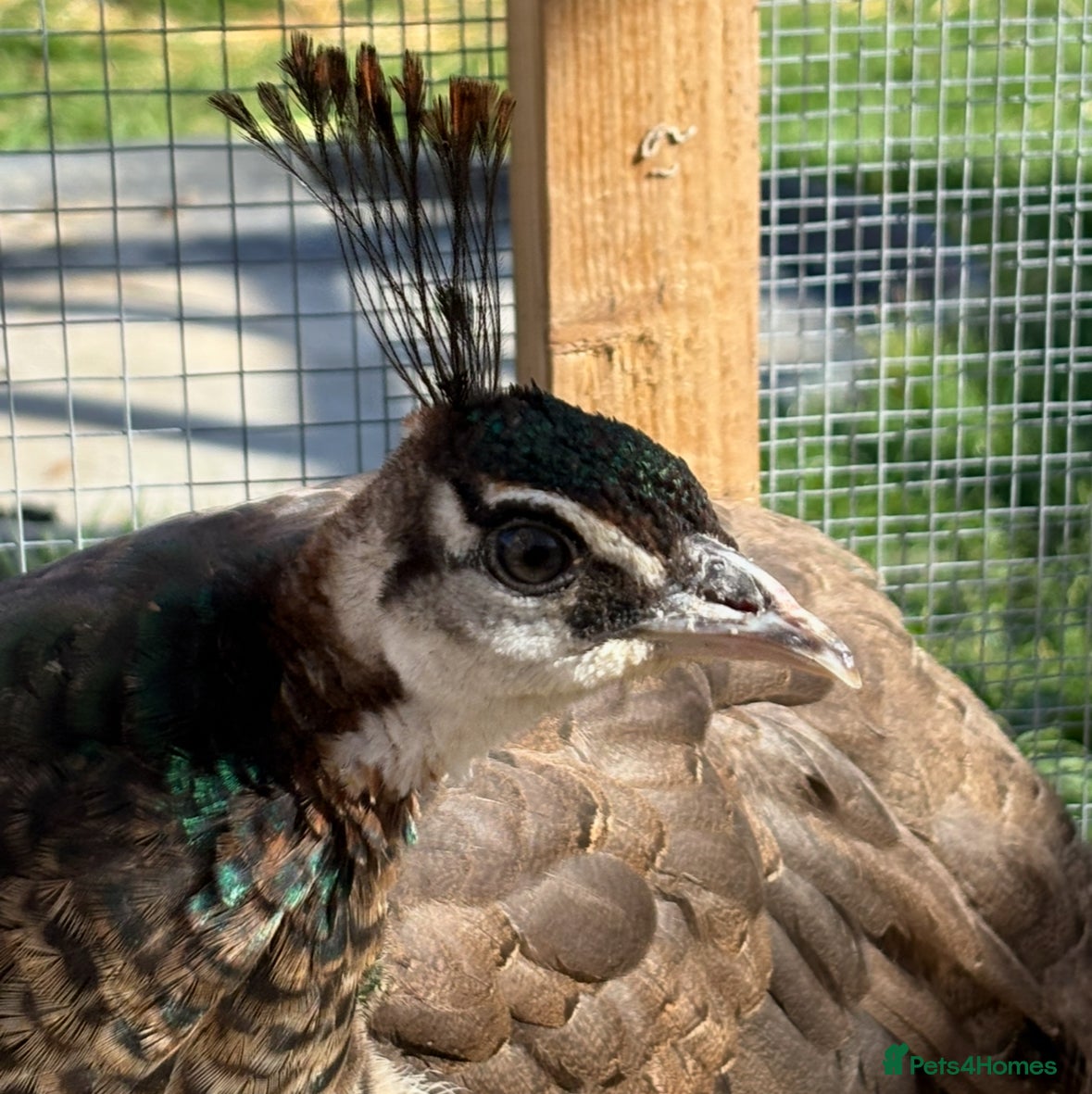 Mixed Breed birds Peacocks and peas hens for sale - Advert 17