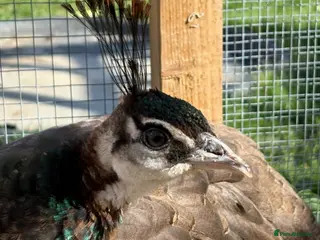 Mixed Breed birds Peacocks and peas hens for sale - Advert 20