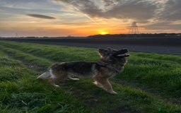 German Shepherd dogs for sale: Very small female German shepherd  - Image 3