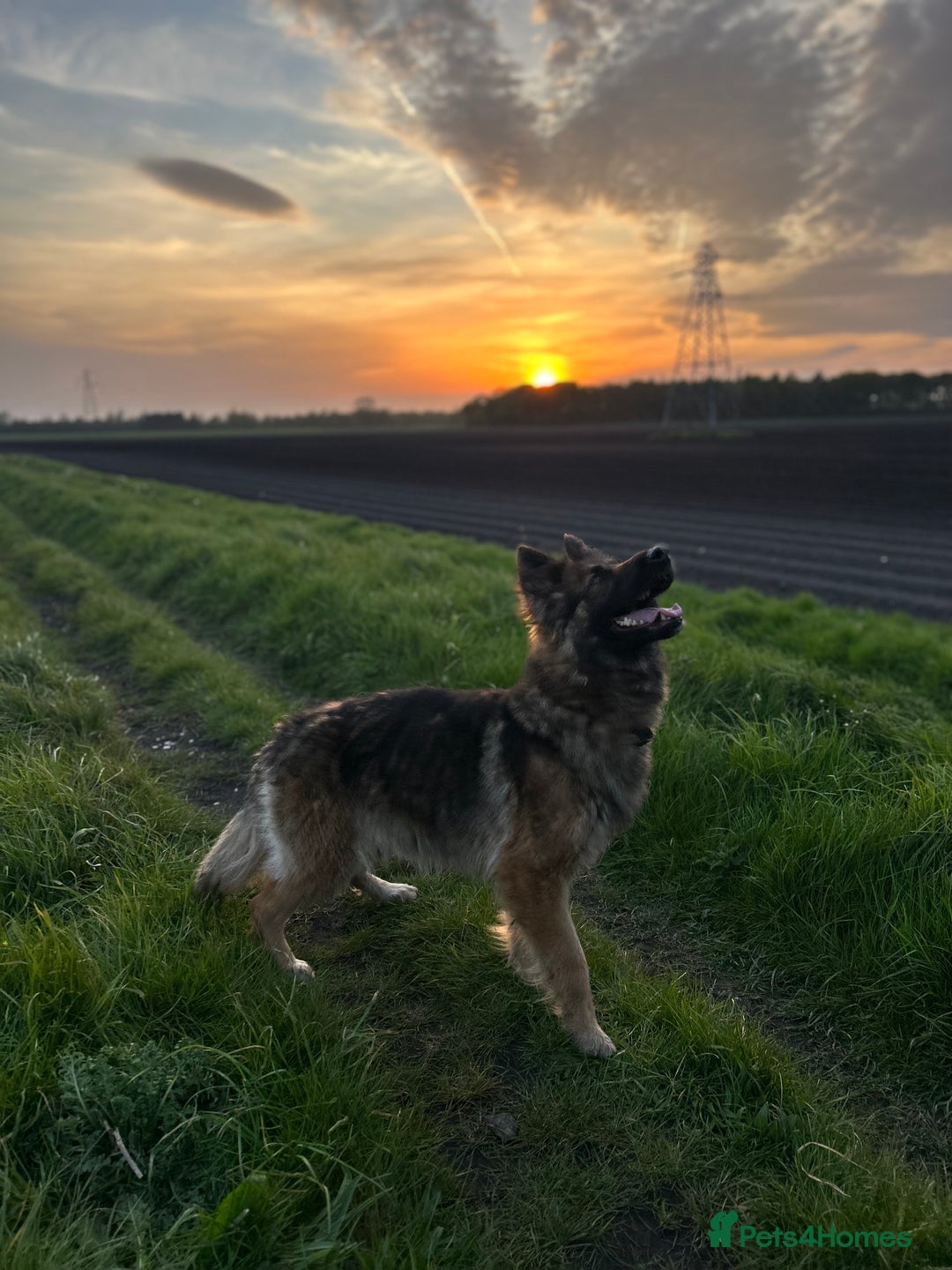 German Shepherd dogs for sale: Very small female German shepherd  - Image 3