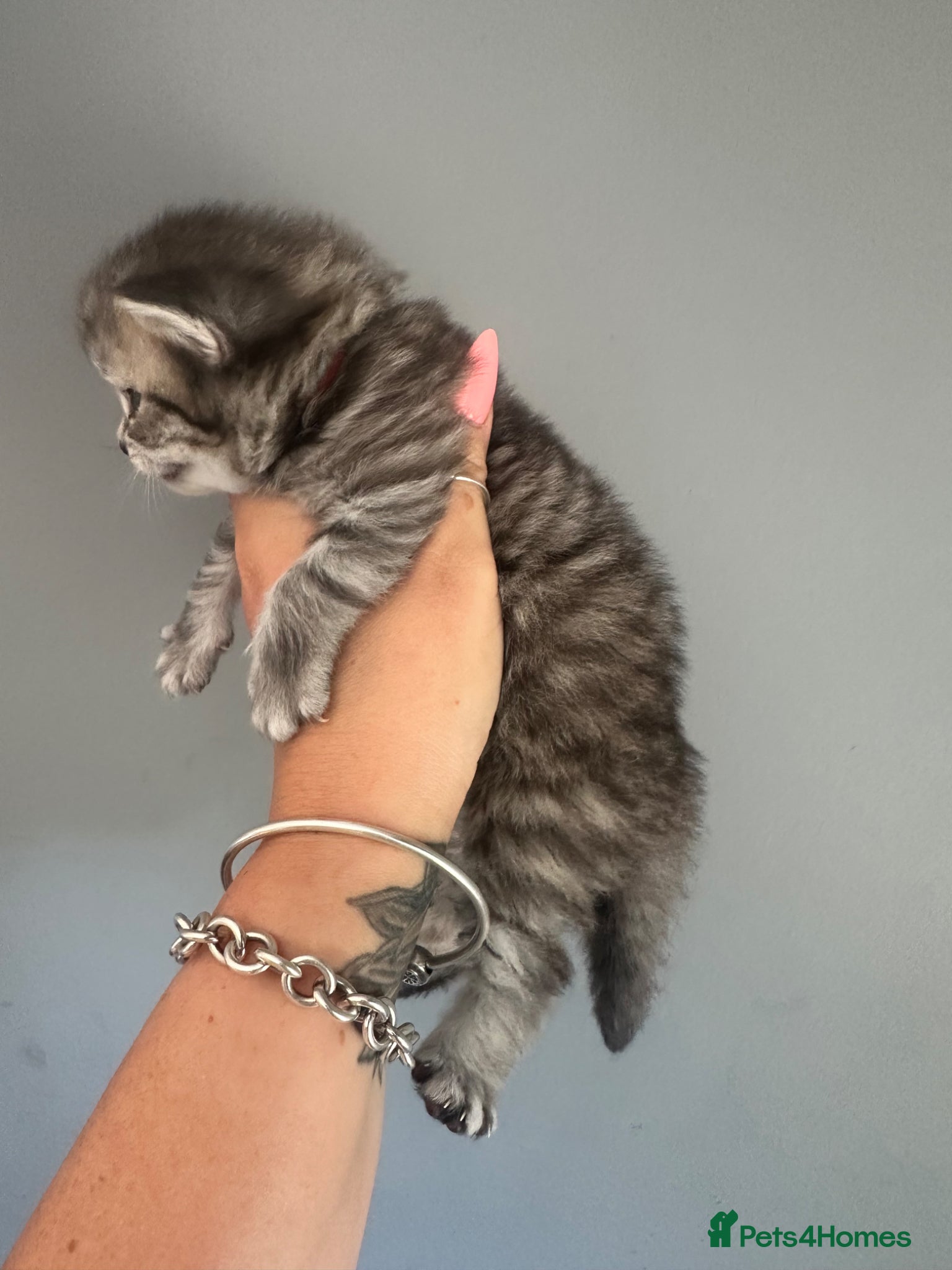British Shorthair cats for sale: Exceptional British Shorthair kittens 🩷 - Advert 6