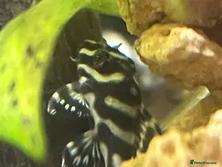 Plecos fish L333 King Tiger Pleco, Standard and high grade. - Advert 1