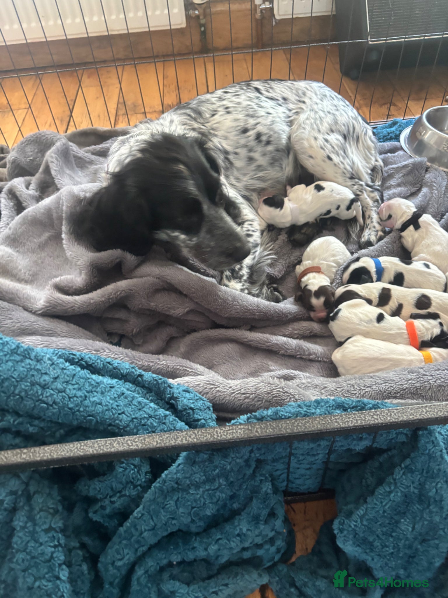 Sprocker dogs Sprocker Spaniels- trusted 5 star breeder 750-1kg - Advert 2