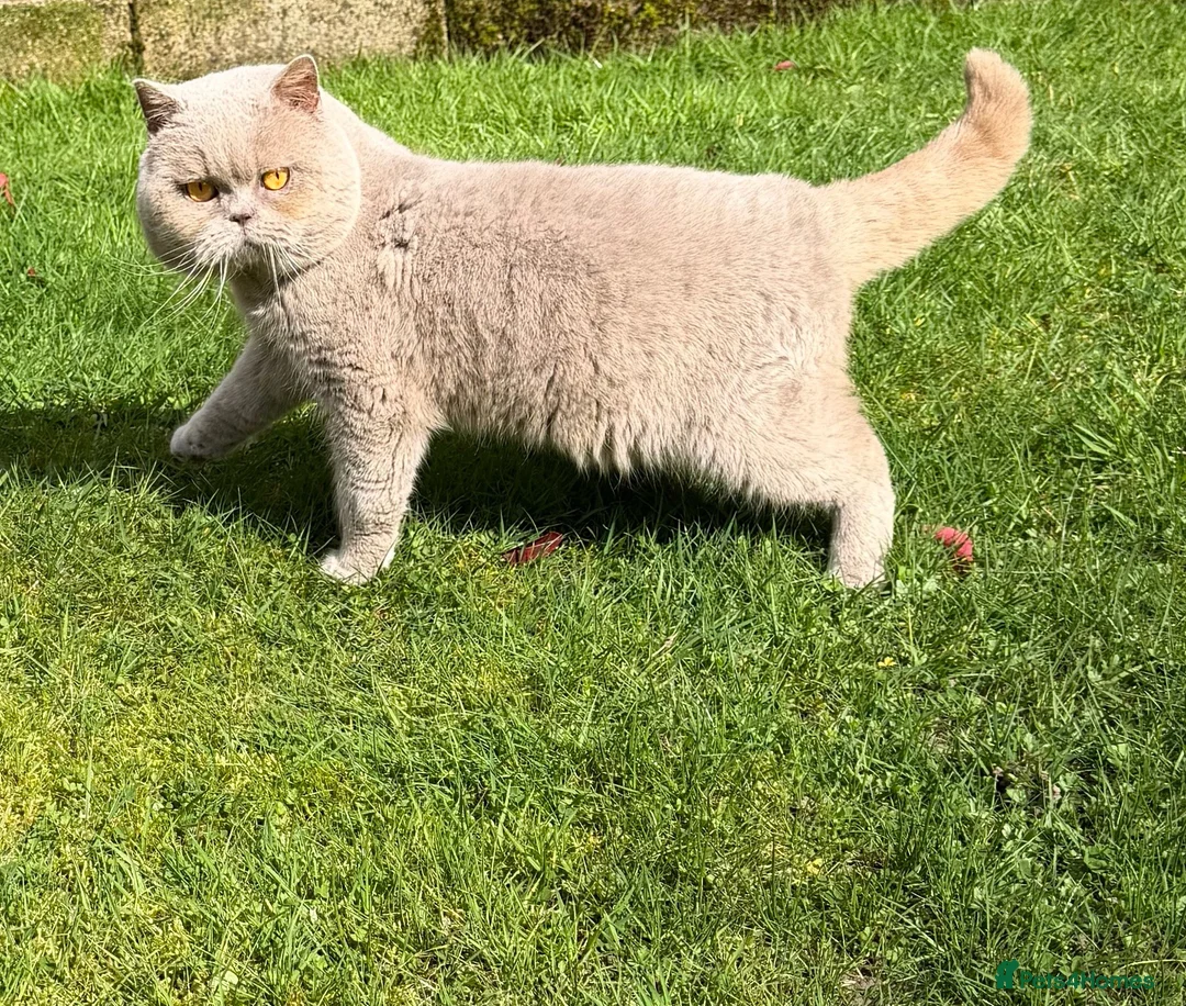 British Shorthair cats for stud: LILAC BRITISH SHORTHAIR MALE - Advert 1