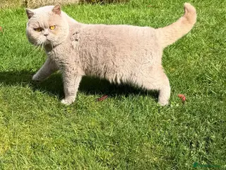 British Shorthair cats LILAC BRITISH SHORTHAIR MALE - Advert 5