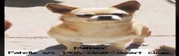 Chihuahua dogs for sale: EXTENSIVELY HEALTH TESTED KC REG CHIHUAHUAS  - Advert 18