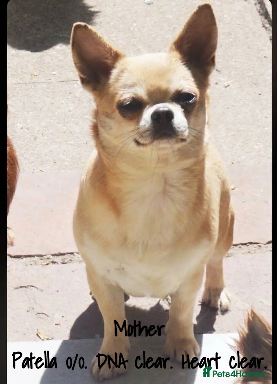 Chihuahua dogs for sale: EXTENSIVELY HEALTH TESTED KC REG CHIHUAHUAS  - Advert 18