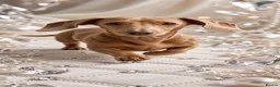 Miniature Dachshund dogs for stud: Cream mini stud  - Advert 3