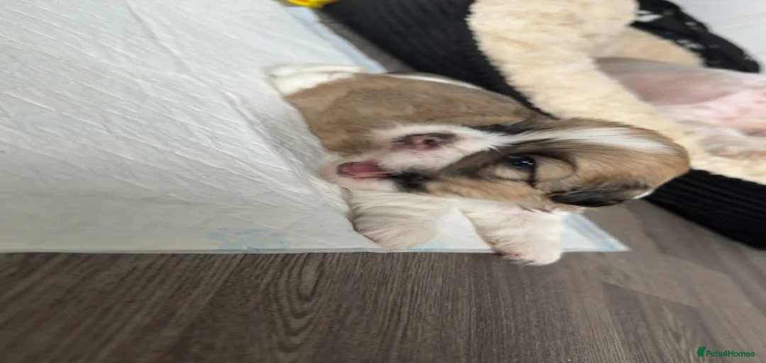 Gallery Image {{count}}