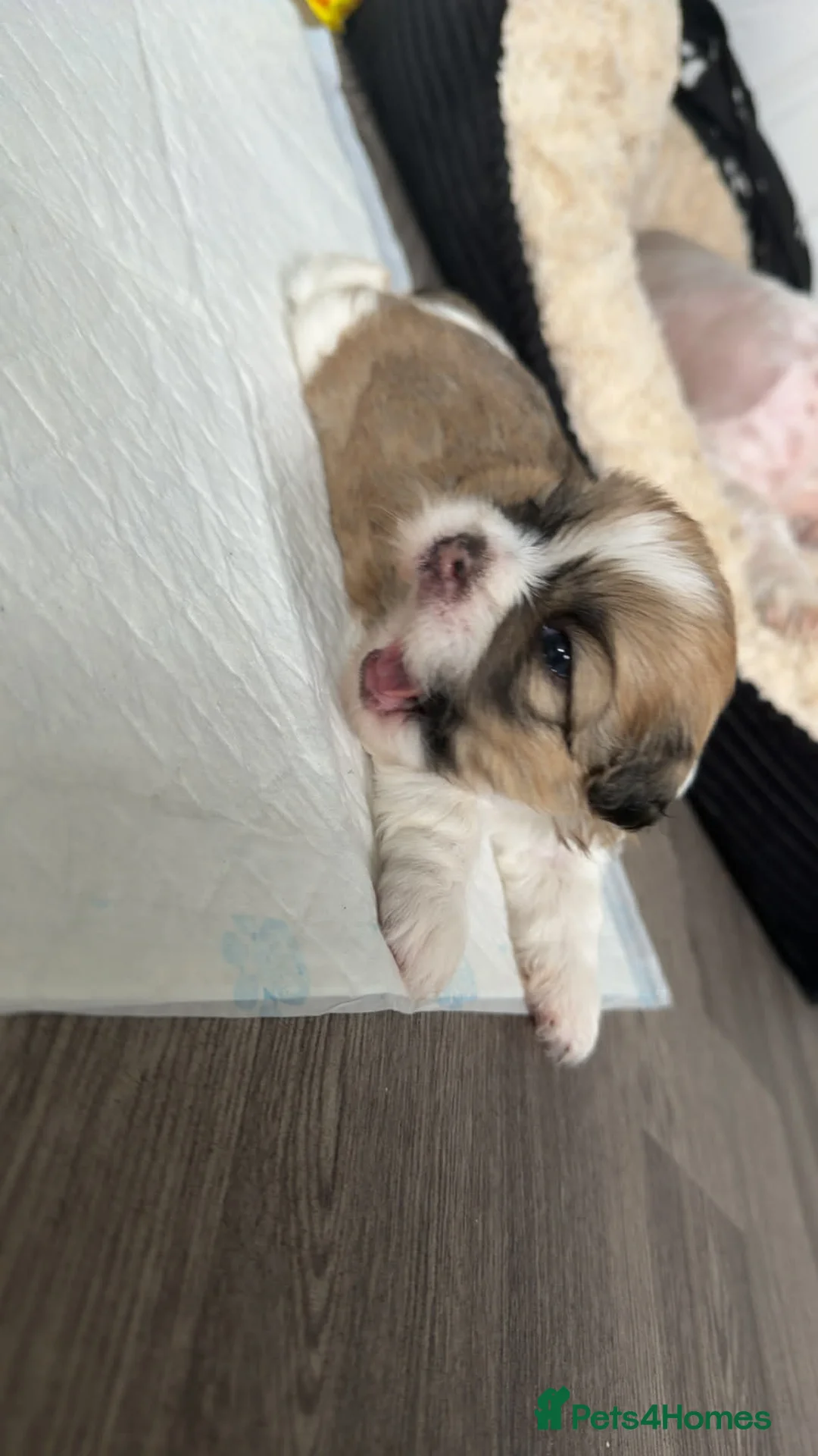 Gallery Image {{count}}