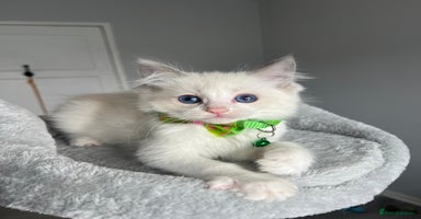 Ragdoll cats - Advert 12